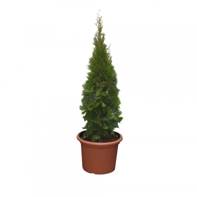 kaspó bérlés, brent.hu